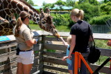 Lexi feeding geoffrey