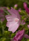 New England Aster (Malva moschata L.)