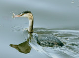 Could be a grebe.