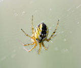 Mangora acalypha