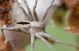 Thanatus sp.