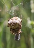 Araneus grossus