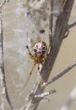 Theridion sp.