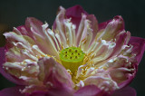 Lotus Krabi