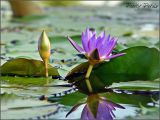 Water Lily 04