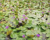 Abundant Water Lilies