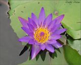 Water Lily01