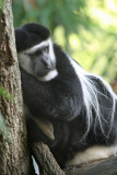 black and white colobus monkey