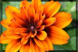 Big Orange Flower