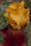 Larrys yellow-brown iris.jpg