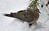  Dove in the snow