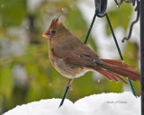Female Cardinal in the snow