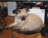 Kitten_2.jpg