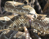 Snake_1.jpg
