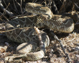 Snake_3.jpg