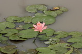 Lotus 1
