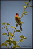 House Finch