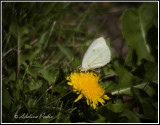 Checkered White