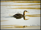Juvenile Red-necked Grebe