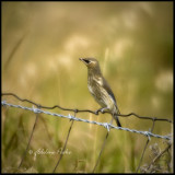 Juvenile Cedar Waxwing