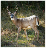 White -tailed Deer