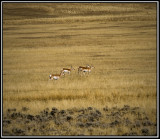 Antelope