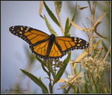 Monarch Butterfly