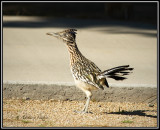 Female Greater Roadrunner