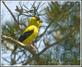 Male American Goldfinch