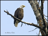 Male Bald Eagle