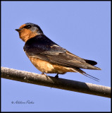 Male Barn Swallow