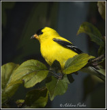 Male American Goldfinch