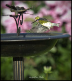 Female American Goldfinch