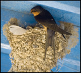 Barn Swallow Nest on Ferry