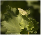 Mustard White Butterfly, Jarvie,AB