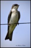 Female Tree Swallow
