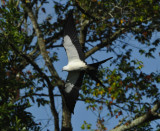 SWALLOW-TAILED KITE