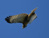 RED-TAILED HAWK