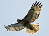 RED-TAILED HAWK