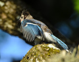 BLUE JAY