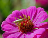 TREE CRICKET