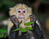 COSTA-RICAN CAPUCHIN MONKEY