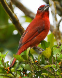 HEPATIC TANAGER