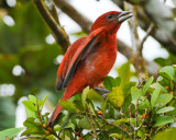 HEPATIC TANAGER