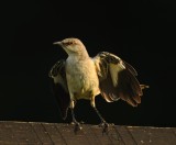 NORTHERN MOCKINGBIRD