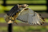 RED-TAILED HAWK