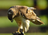 RED-TAILED HAWK