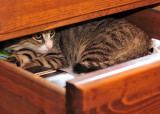 drawer guard.jpg