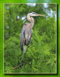 Great Blue Heron