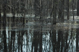 LOUISIANA REFLECTIONS